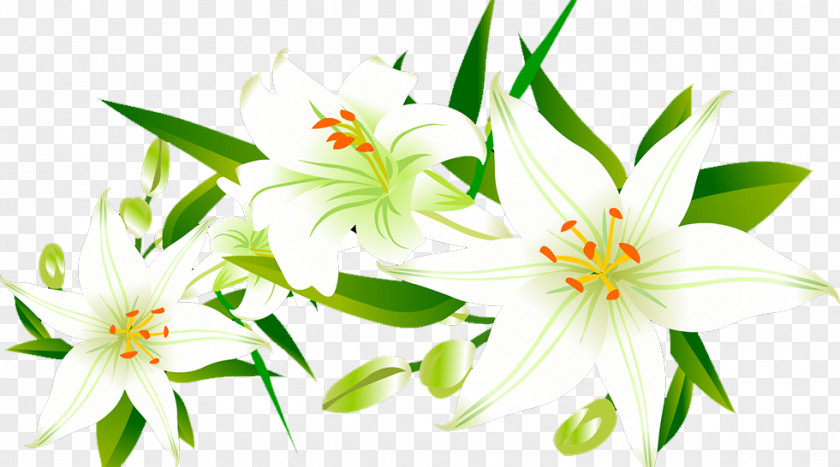Lily Lilium Floral Design Icon PNG