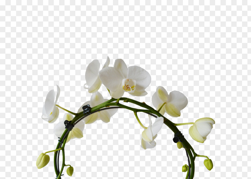 Orchide Moth Orchids White Cut Flowers Plant Stem PNG