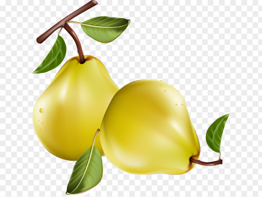 Pears Cliparts Fruit Clip Art PNG
