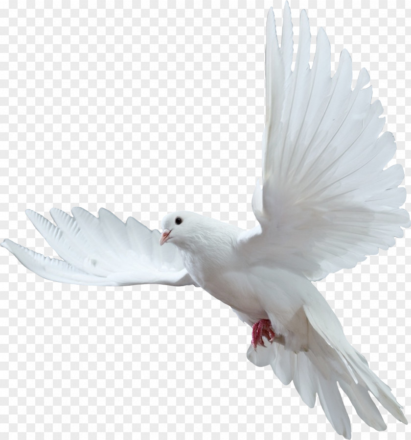 White Pigeon Rio Grande Do Norte Christmas Easter PNG