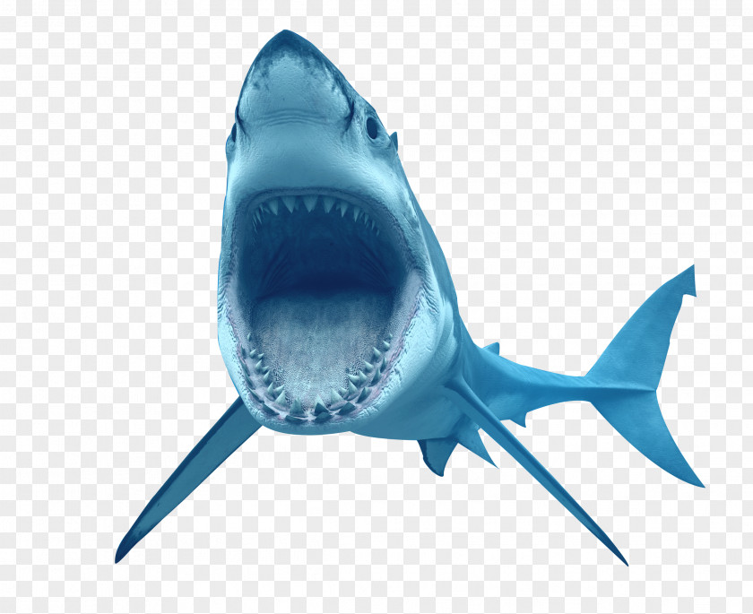 Animal Shark Transparent Great White Crocodile Tiger PNG