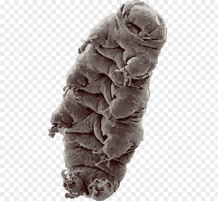 Bear Tardigrade Water Animal Piezophile PNG