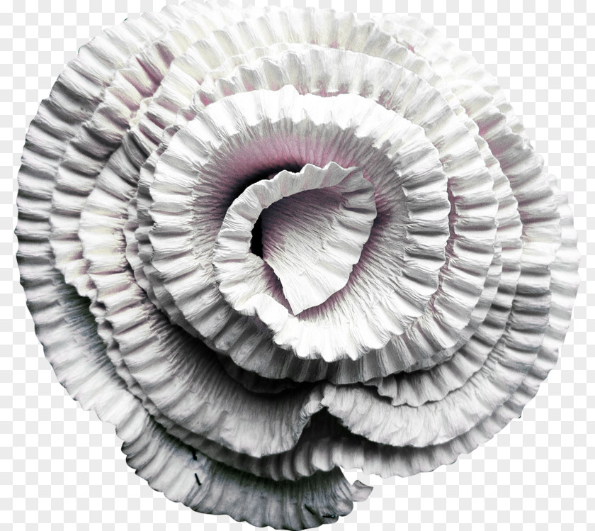 Circle Spiral Nautiluses Close-up PNG