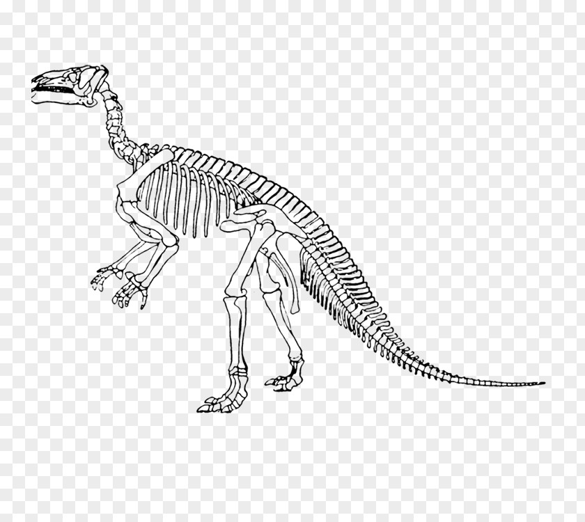 Dinosaur Skeleton Tyrannosaurus Iguanodon Lesothosaurus Velociraptor Edmontosaurus Annectens PNG