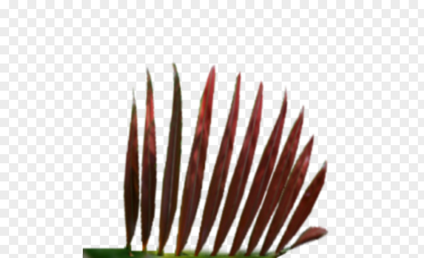 Feather Close-up PNG