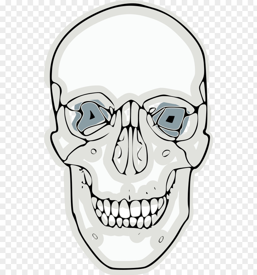 Funny Skull Frontal Bone Clip Art PNG