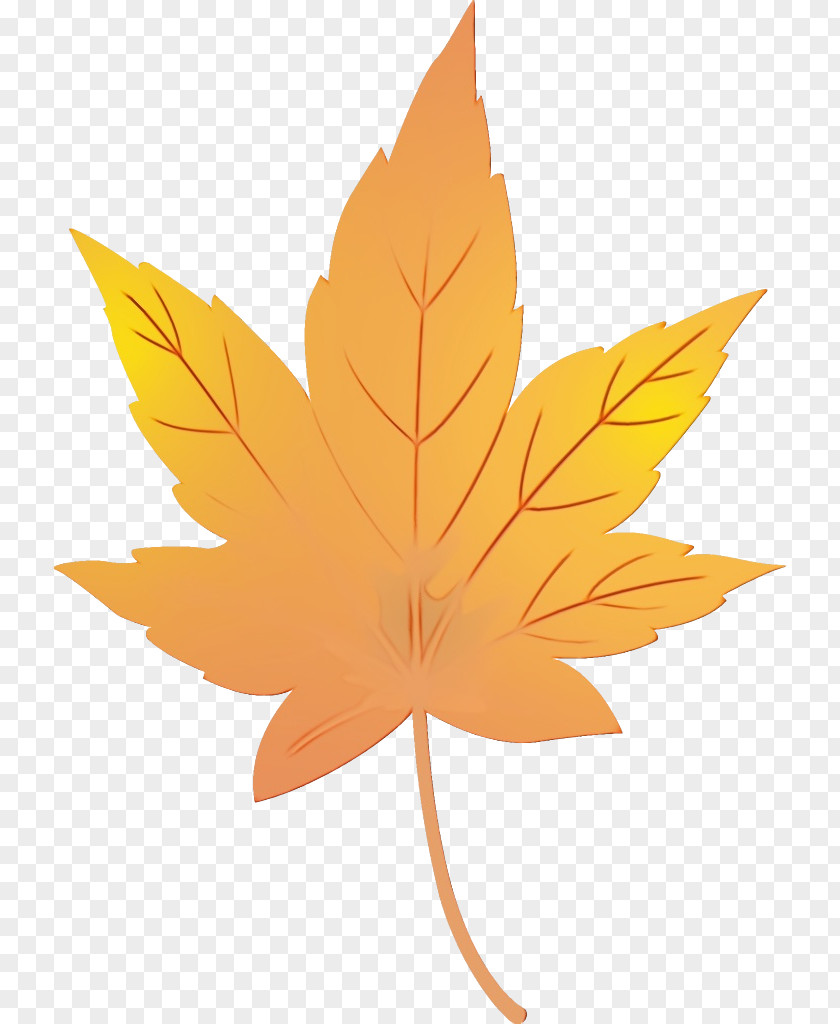 Maple Plane Leaf PNG