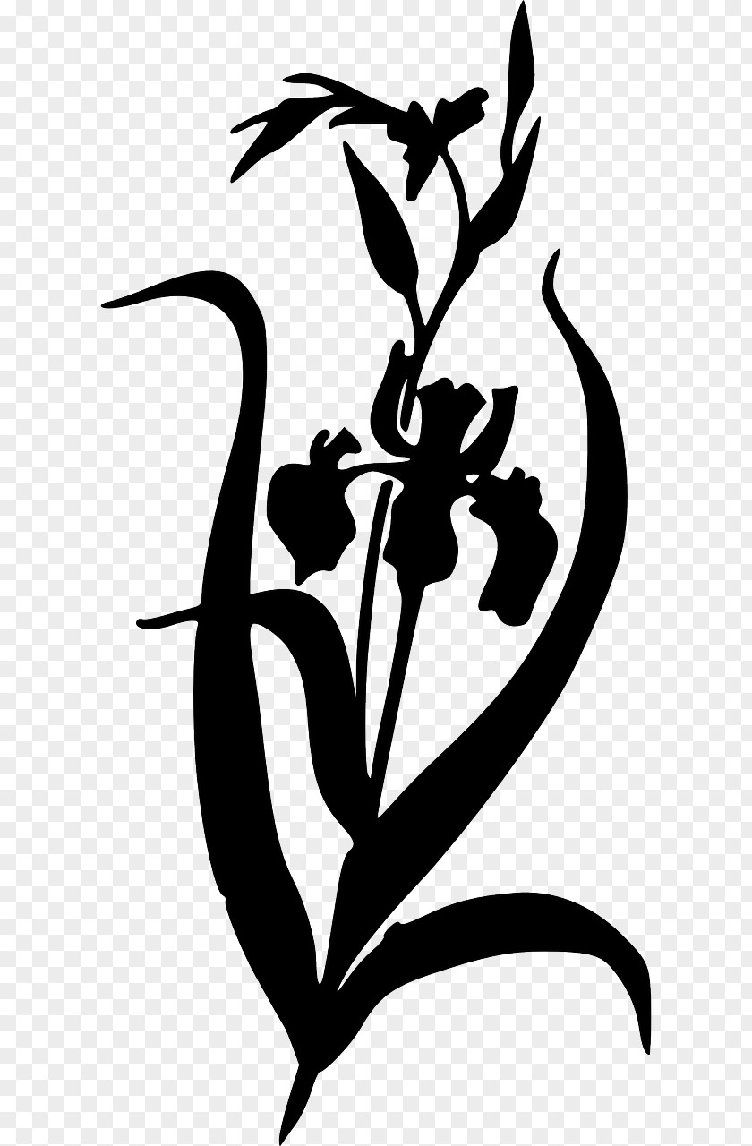 Skunk Irises Drawing Clip Art PNG