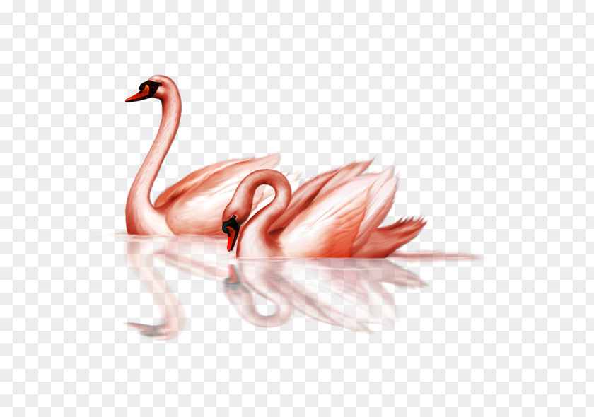 Swan Bird Black Goose Clip Art PNG