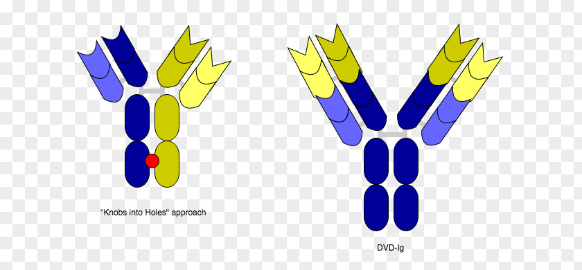 Bispecific Monoclonal Antibody Fragment Antigen-binding Crystallizable Region PNG