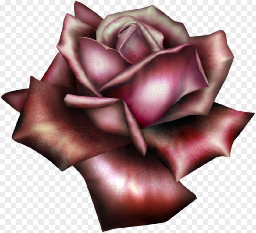 Burgundy Garden Roses Flower Desktop Wallpaper Clip Art PNG