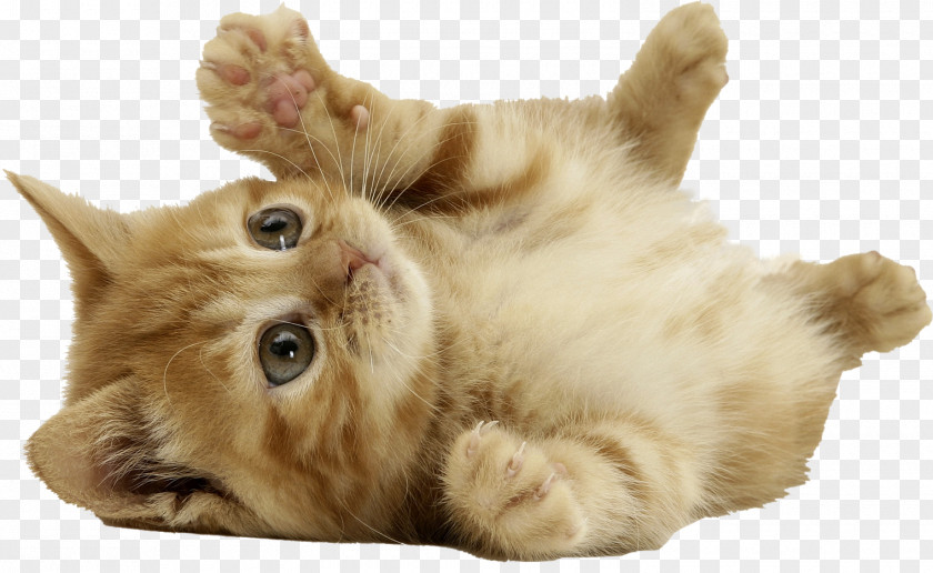 Cats PNG clipart PNG