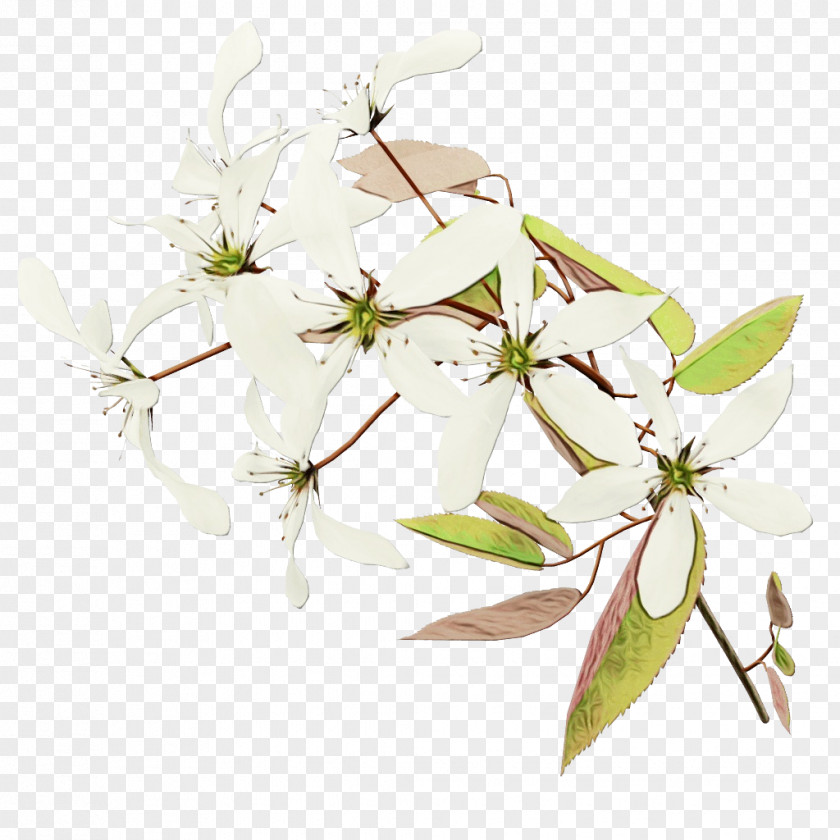 Floral Design Cut Flowers Petal PNG