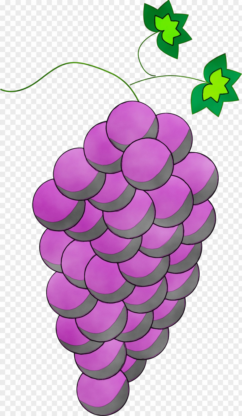 Fruit Seedless Grape Purple PNG