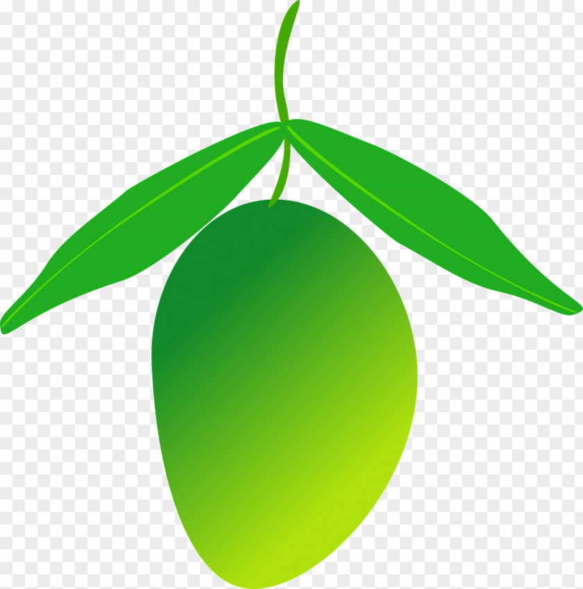 Green Mango Fruit PNG