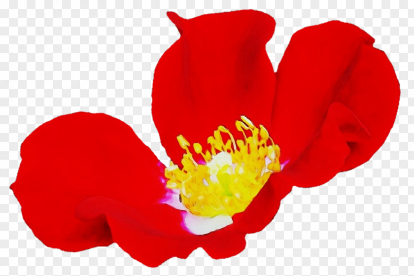 Perennial Plant Poppy Family Petal Flower Red Wildflower PNG