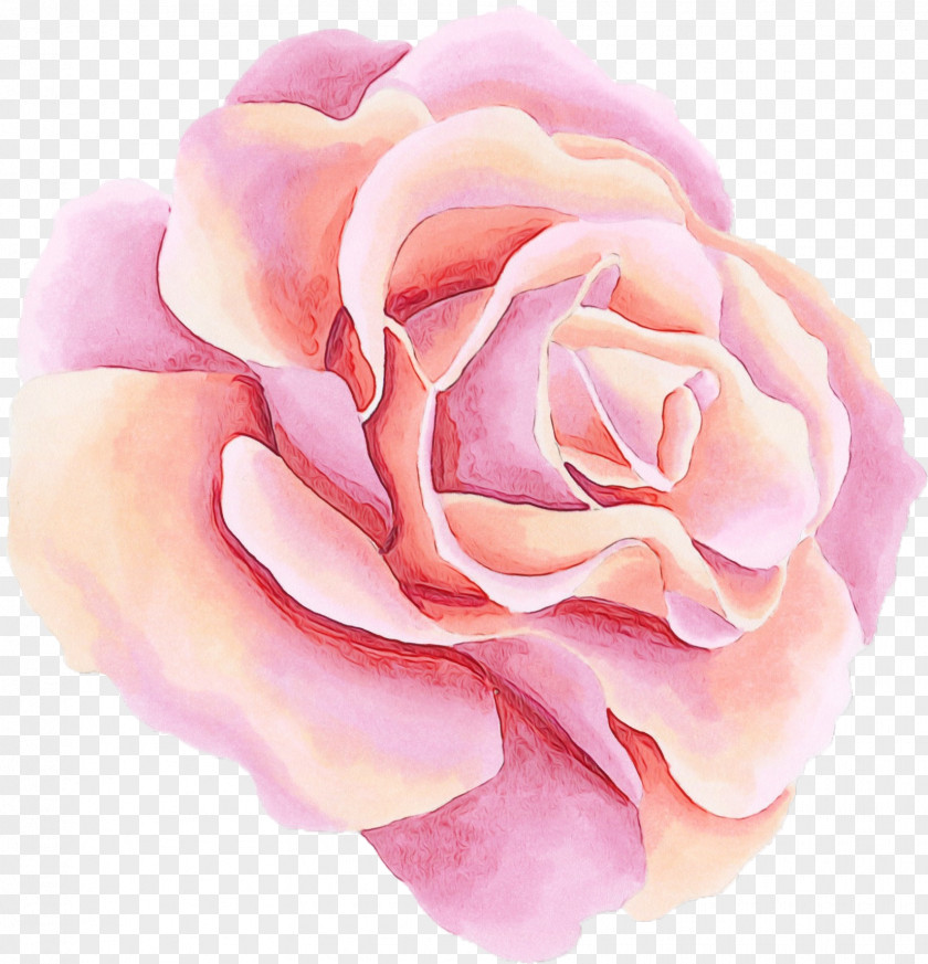 Plant Floribunda Garden Roses PNG