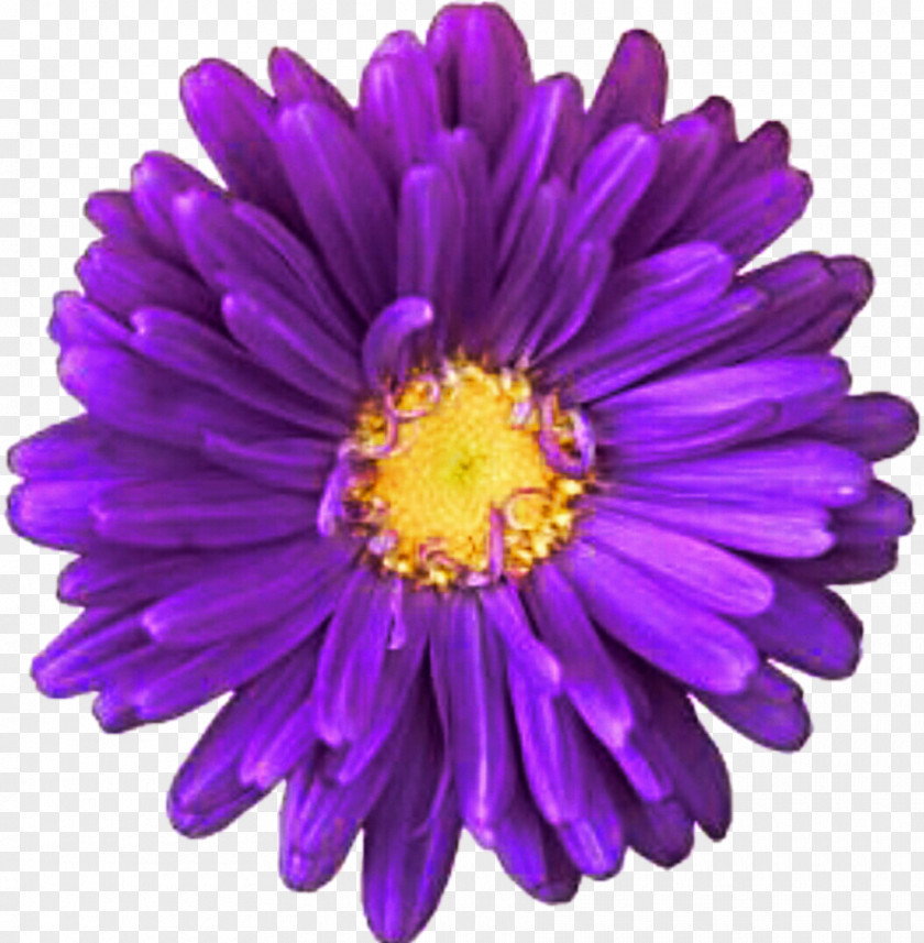 Purple Flower Innovation Transvaal Daisy Common Clip Art PNG