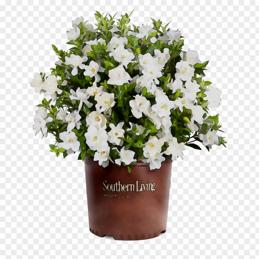 Southern Living Plant Collection Shrub Cape Jasmine Gardenia Thunbergia Tree PNG