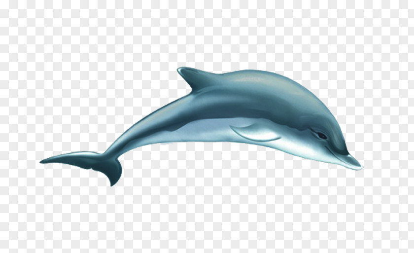 Cute Cartoon Dolphin Common Bottlenose Short-beaked Tucuxi White-beaked Wholphin PNG