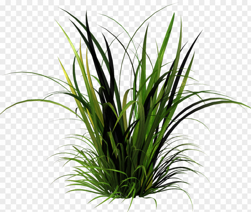 Grass Lawn Herbaceous Plant Clip Art PNG