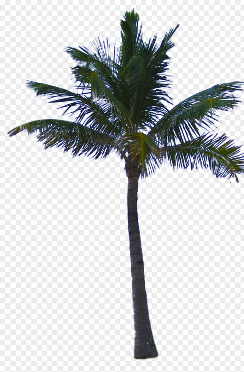 Palm Tree Asian Palmyra Date Coconut Arecaceae PNG