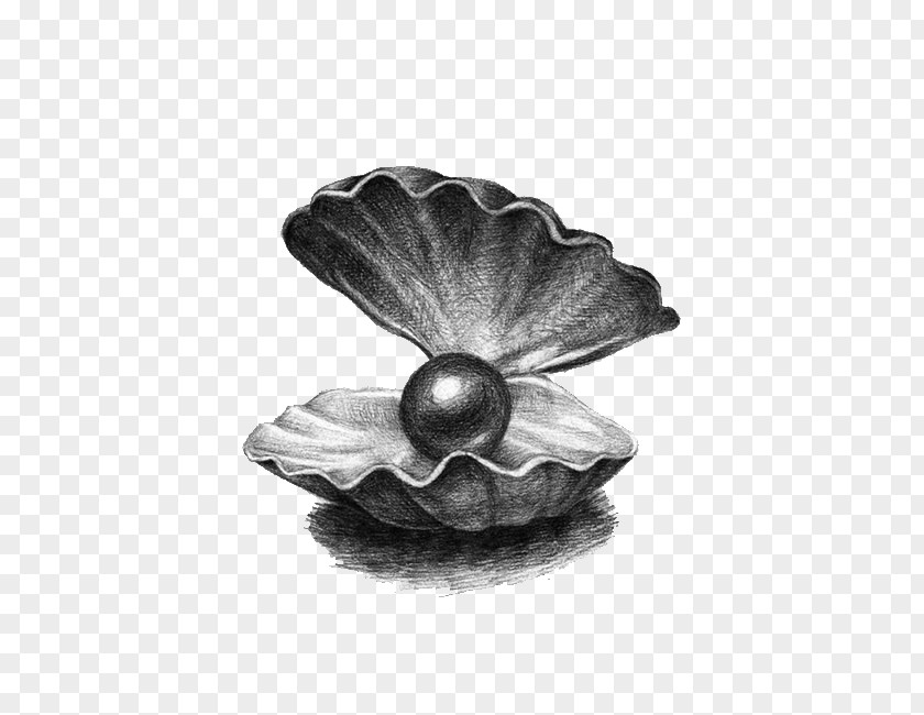 Pearl Shell Drawing Illustration PNG