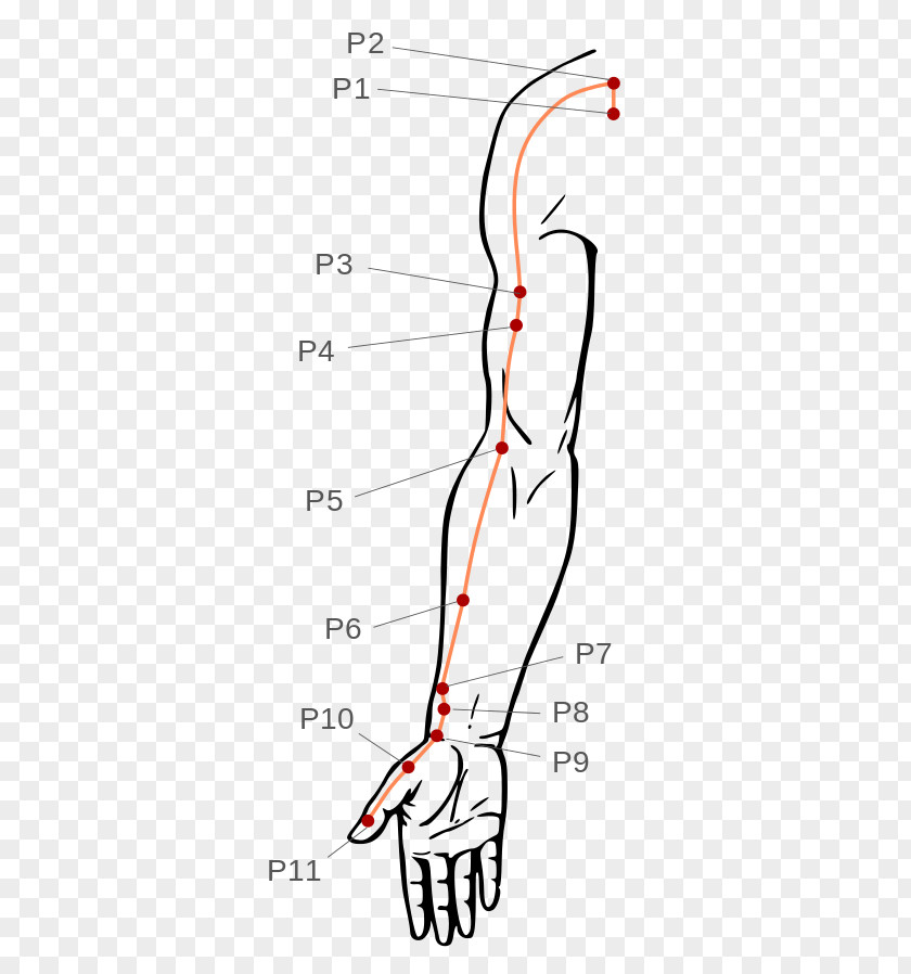 Thumb Pressure Point Acupressure Acupuncture Meridian PNG