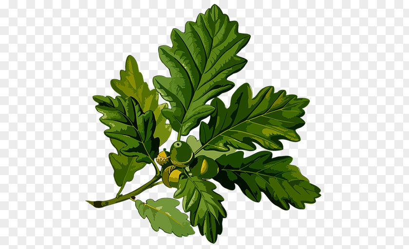 Acorn English Oak Sessile Botanical Illustration Botany PNG