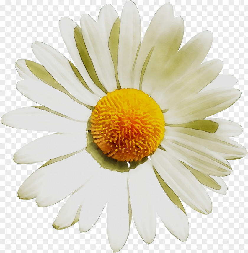 Clip Art Common Daisy Oxeye Image PNG