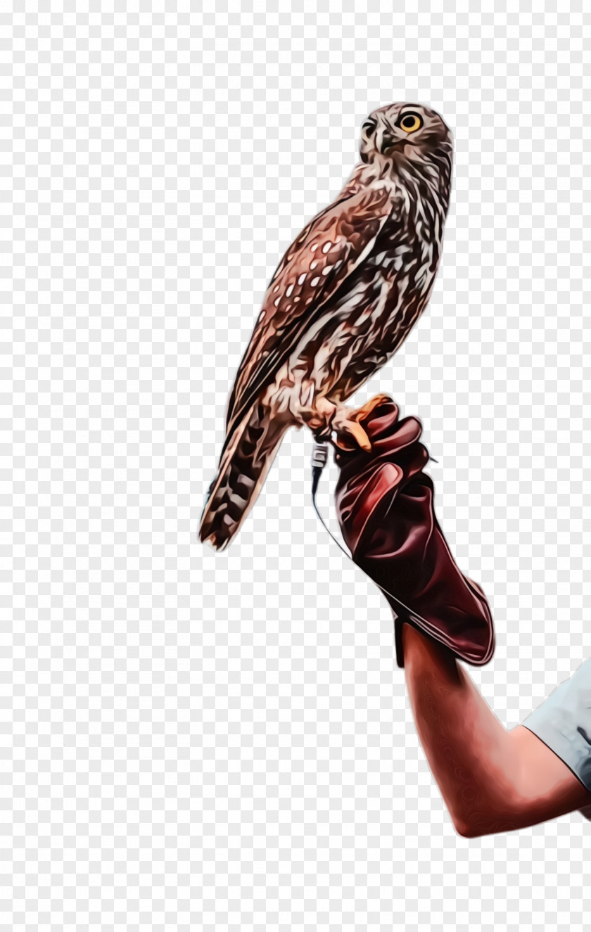 Falconiformes Red Shouldered Hawk Bird Falcon Sharp Shinned Kite Peregrine PNG