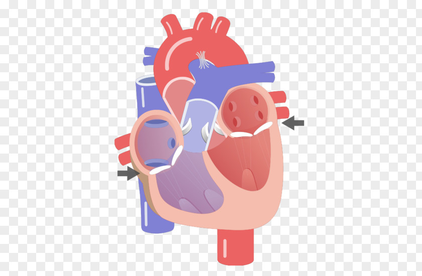 Heart Valve Electrical Conduction System Of The Anatomy Circulatory PNG