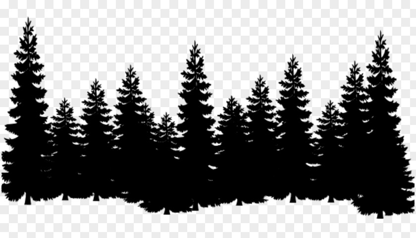Norway Cover Forest Eastern White Pine Tree Clip Art Cedar PNG