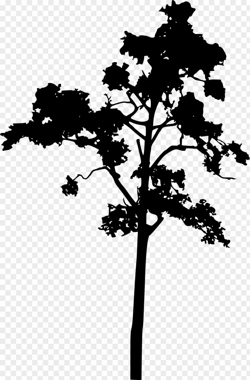 Silhouette Tree Woody Plant Stem PNG