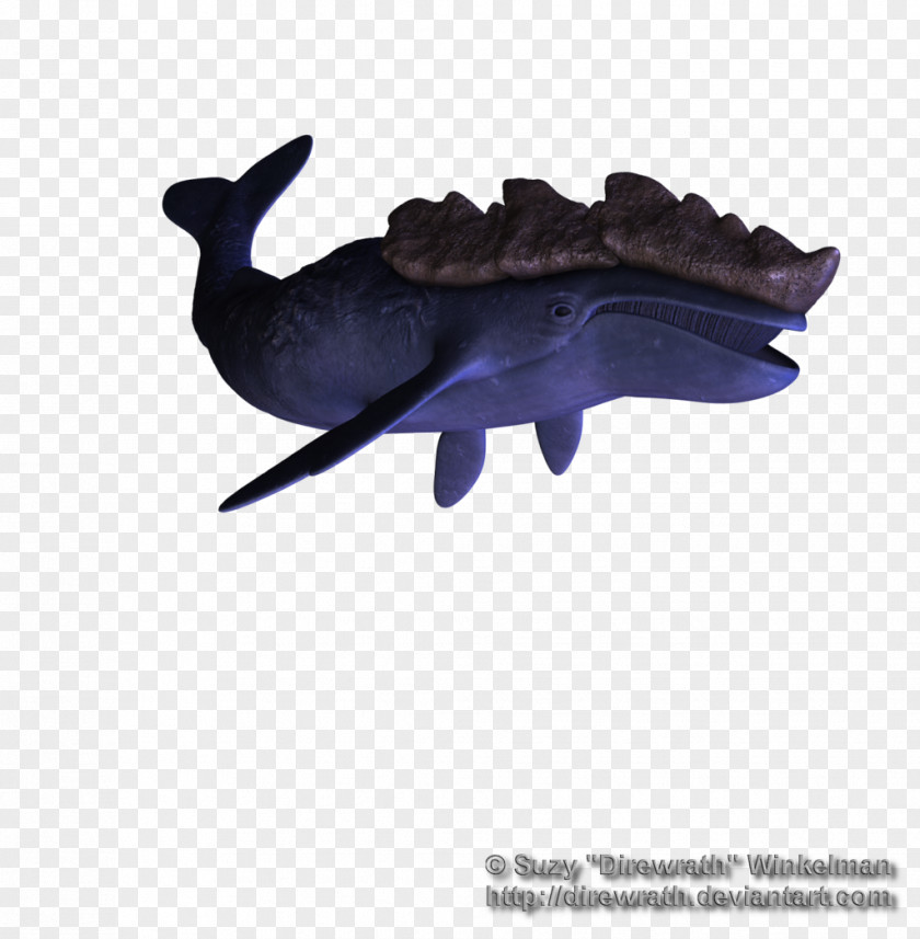 Whale Sea Lion Marine Mammal Dolphin PNG