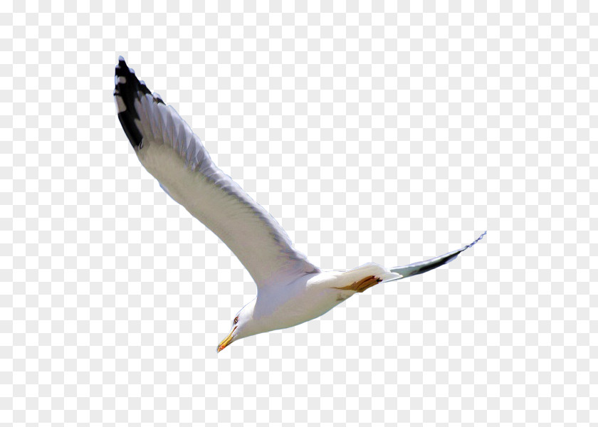 White-bellied Sea Eagle European Herring Gull Bird PNG