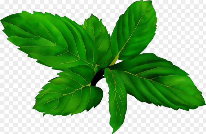 Ashitaba Tree Leaf Flower Green Plant Flowering PNG