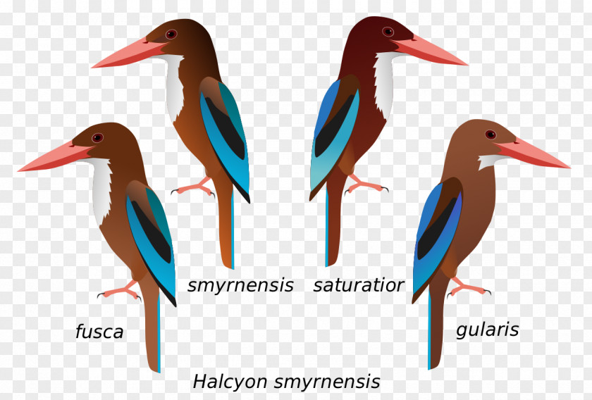 Bird Stork White-throated Kingfisher Common Javan PNG