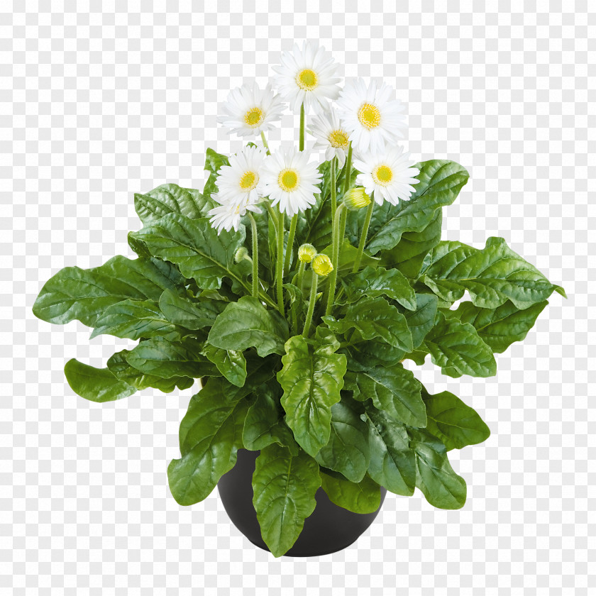 Chrysanthemum Transvaal Daisy Hardiness Bylina Garden PNG