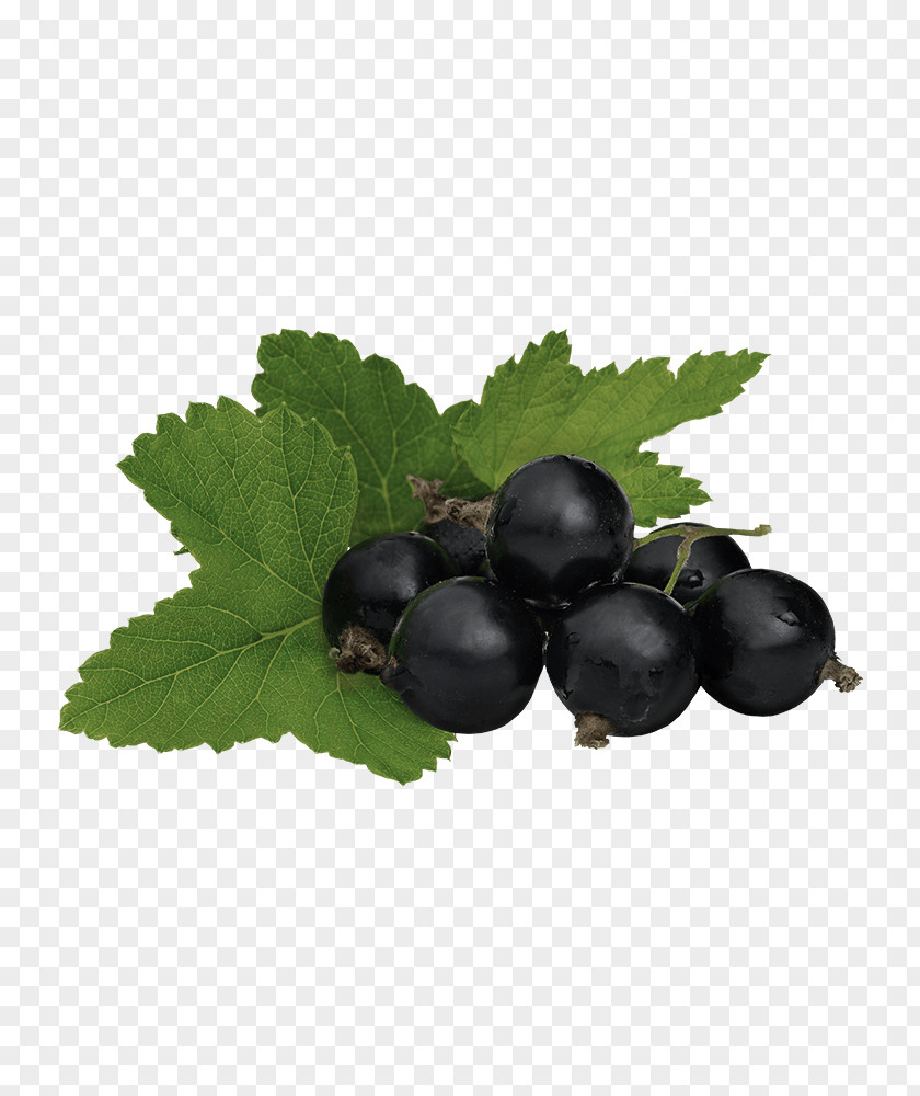 Cinnamon Tree Gooseberry Stock Photography Royalty-free Blackcurrant PNG