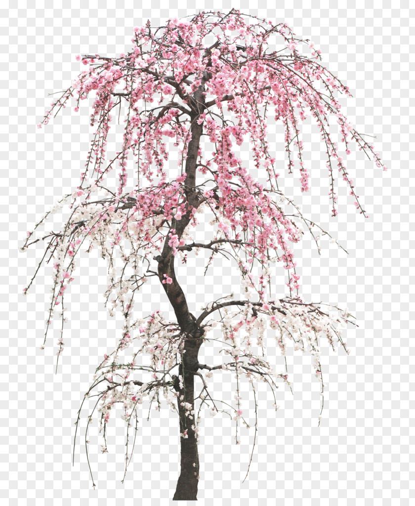 Creative Valentine's Day Tree Peach Cherry Trunk PNG