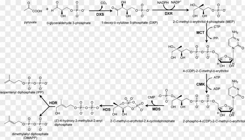 Pathway Non-mevalonate Xylulose 5-phosphate Biosynthesis Enzyme PNG