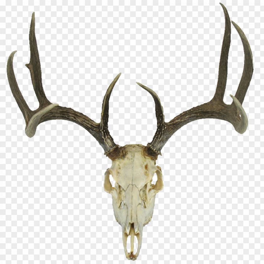 Skull White-tailed Deer Roe Reindeer Red PNG