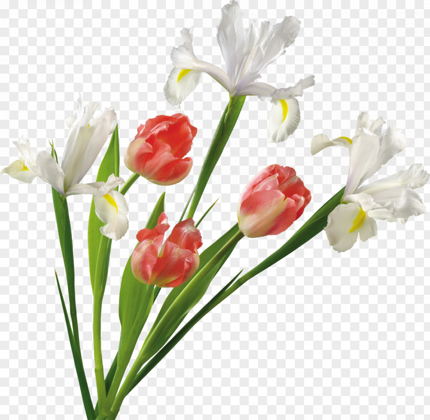 Tulip Flower Clip Art PNG