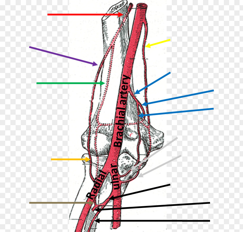Arm Brachial Artery Human Anatomy Brachialis Muscle PNG