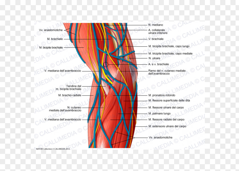 Arm Ulnar Nerve Nervous System Elbow Medial Epicondyle Of The Humerus PNG