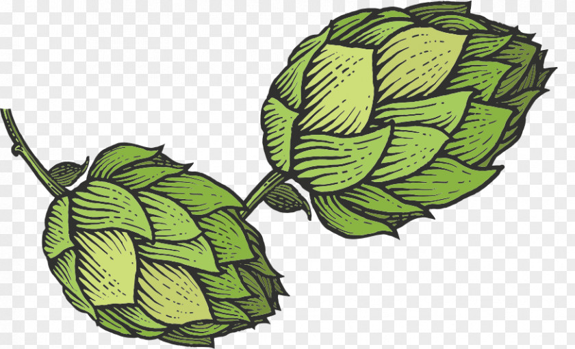 Beer Hops Common Hop Sketch PNG