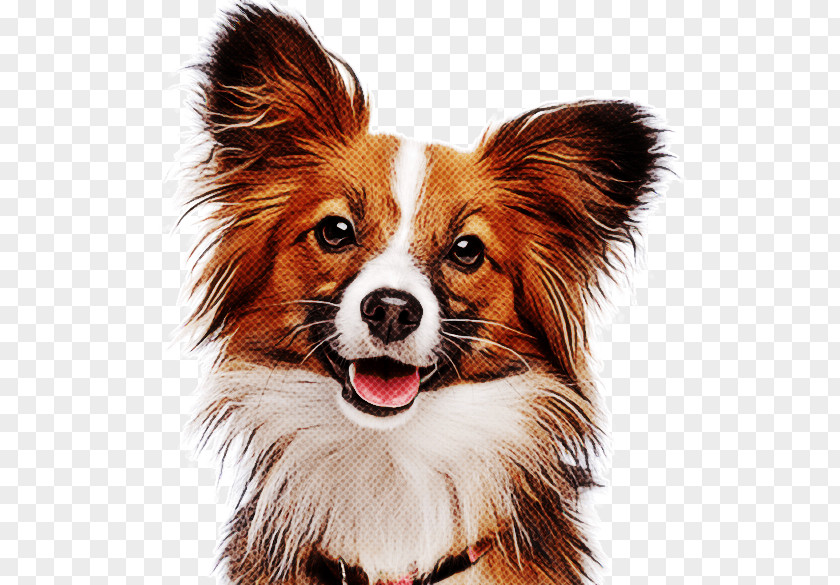 Dog Papillon Companion Snout Spaniel PNG