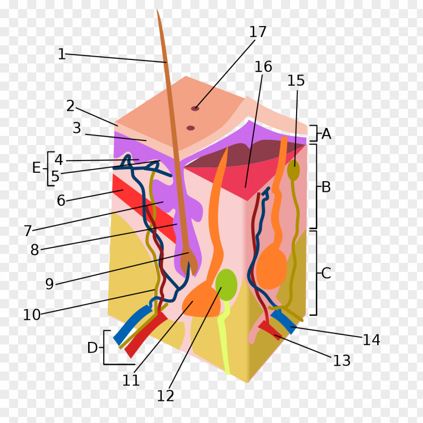 Skiing Pimple Integumentary System Acne Skin Toothpaste PNG