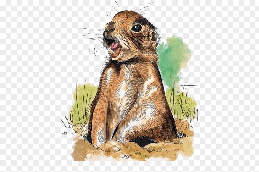 Squirrel Prairie Dog Marmot Hare Illustration PNG